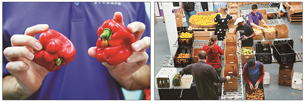 ‘못난이 과일·야채를 식탁에’ 캠페인