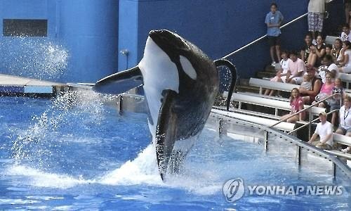 시월드, 범고래 사육 중단·쇼도 점차 ‘스톱’