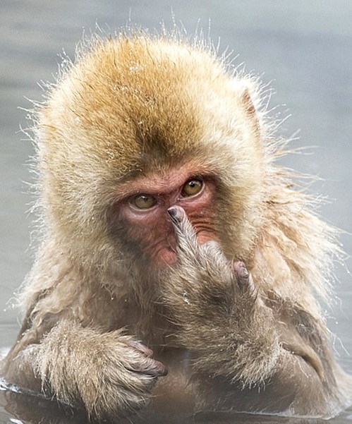 목욕 중 원숭이, 사진사에게 ‘손가락 욕’ 날려