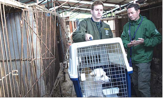 동물보호단체, 한국서 식용견 250마리 구출