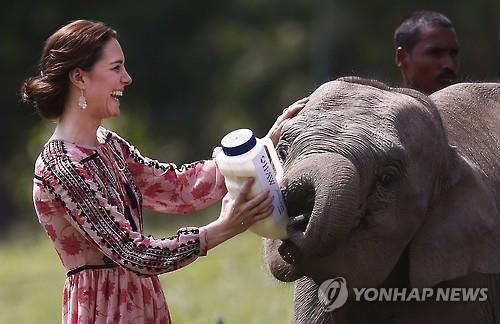 글로벌 ‘개념’ 스타들의 최신 유행··· “코끼리를 구하라”