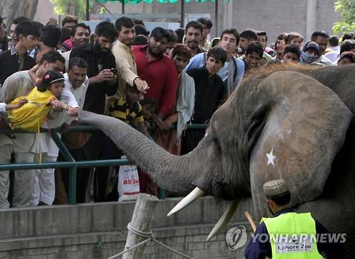 ‘공포의 동물원’ 코끼리가 돌 던져 7세 소녀 사망