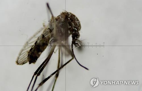 지카 미국 본토로 확산하나…플로리다서 모기 통한 첫 감염 사례