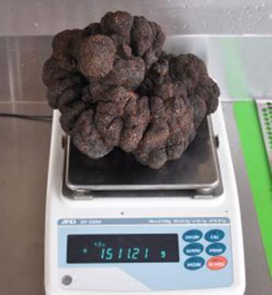 호주서 세계 최대 1.5㎏ 송로버섯 발견…시가 3천700 호주달러 추정