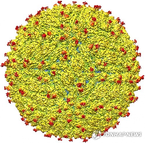 지카 바이러스, 감염자 눈물·땀으로도 전염 가능성