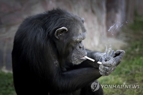 평양동물원 명물 ‘담배피우는 침팬지’…美동물보호단체 ‘불만’