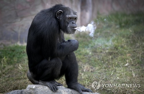 평양동물원 명물 ‘담배피우는 침팬지’…美동물보호단체 ‘불만’