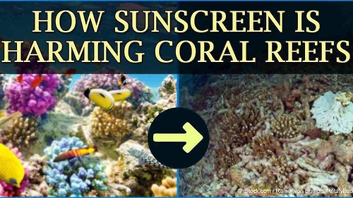 “산호초 위기”…하와이서 선블록 사용 제한 추진