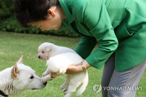 동물단체 “박 전대통령이 청와대에 진돗개 유기” 고발