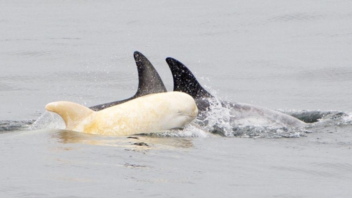 캘리포니아 연안서 희귀종 ‘알비노 돌고래’ 포착