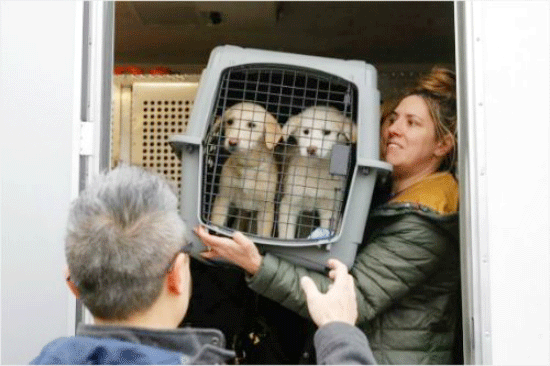 한국 ‘강아지 공장’서 버려진 애완견들 미국으로