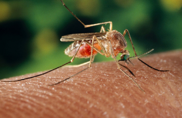 라하브라 지역 ‘웨스트 나일 바이러스’ 모기 퇴치 방역작업