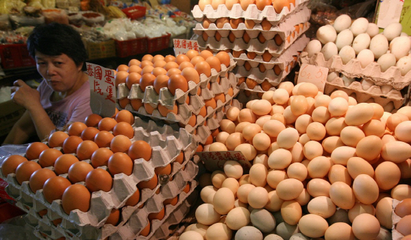 EU “살충제 오염 달걀 17개국서 유통”…파문 아시아까지 확산