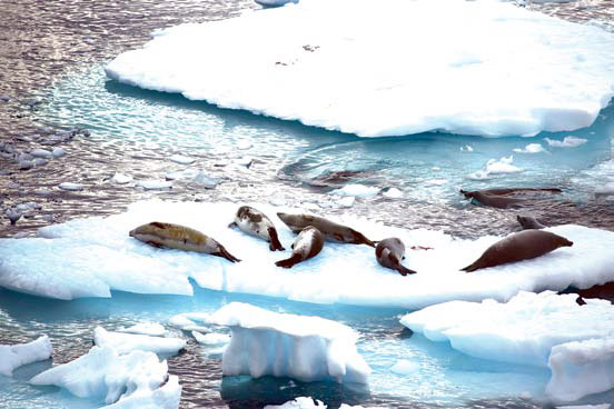 남극 크루즈, 수줍은 영혼의 땅 여행가들의 마지막 꿈