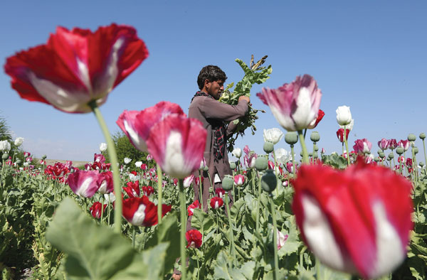 단속도‘무용지물’…아프간 아편 생산 최대