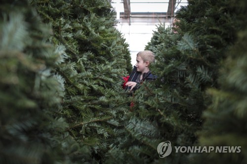 크리스마스 트리 수요급증…트리용 생나무 가격 큰 오름세
