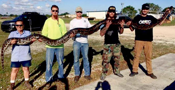 플로리다서 5m 짜리 괴물 비단뱀