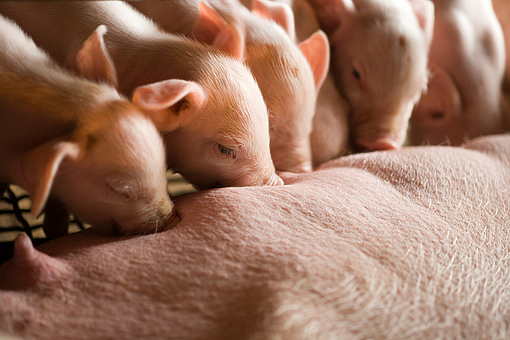 일본서 사람 췌장 가진 돼지 개발 추진