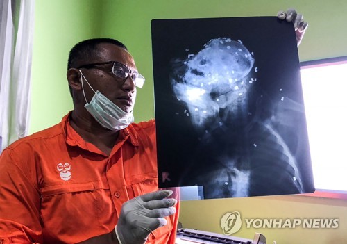인도네시아 오랑우탄의 참혹한 죽음…몸에는 총탄만 130여발