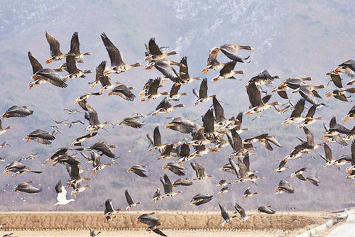 DMZ 철새 평화타운···두루미의 무심한 날갯짓, 철마의 질주 재촉하는 듯