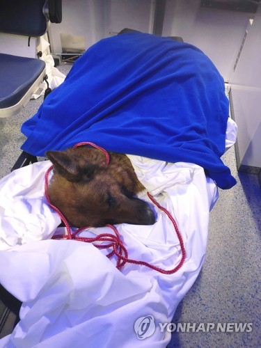 독일서 사라진 개…수백km 떨어진 스위스에서 발견