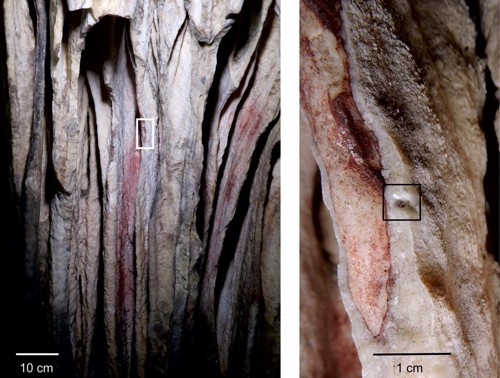 6만년전 스페인 동굴벽화 네안데르탈인이 그렸다