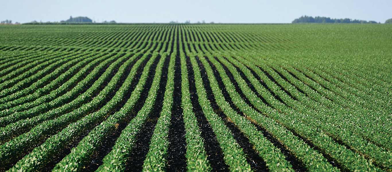 미중 무역전쟁에 ‘콩 재배’ 농가들 깊은 시름