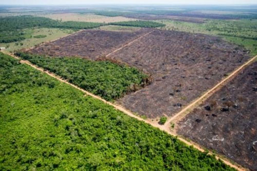 브라질 환경NGO “아마존 열대우림 파괴 증가세로 돌아설 듯”