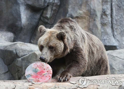 법원, 그리즐리 불곰 사냥 최종불허… “멸종위기종 보호 우선”