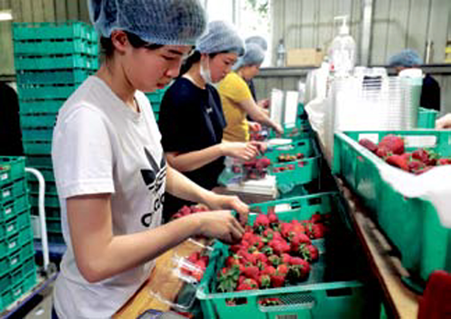 호주 ‘바늘 딸기’ 용의자는 농장 직원