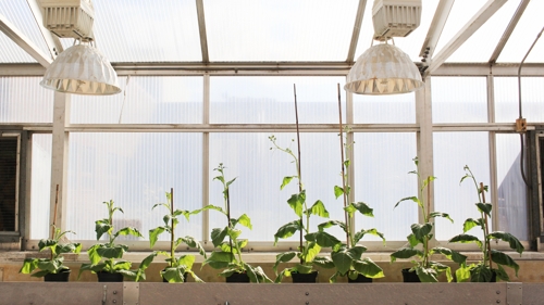 유전자 조작으로 식물 광합성 효율 향상…생산량 40%