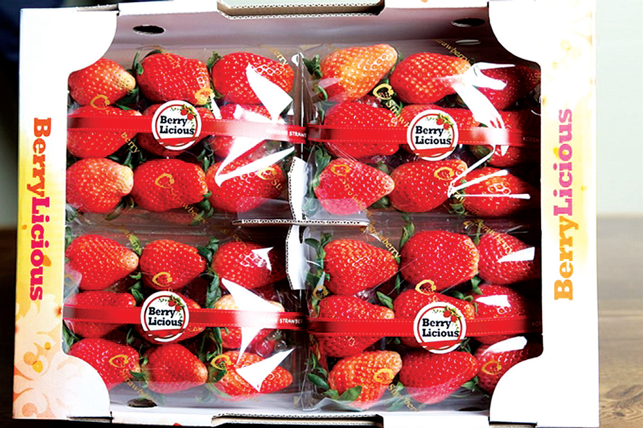 ‘맛있는 한류’… 딸기·파프리카 ‘수출 효자’로 우뚝