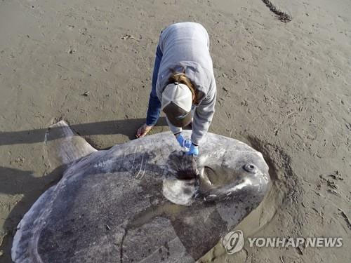 남반구 서식 거대 희귀어류, 북반구 美 해안서 발견돼
