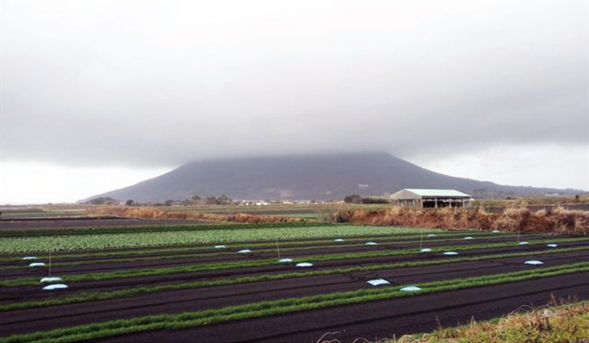 화산이 만든 검은 땅에 봄이 성큼···일본 규슈올레 (일본 규슈)