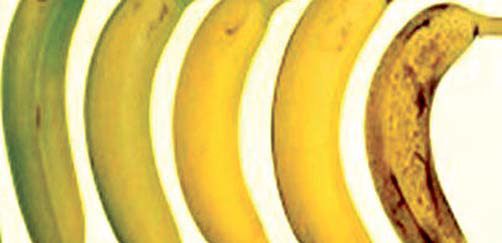 바나나··· 풀색 남아 있을 때 사서, 검은 점 생길 때쯤 드세요