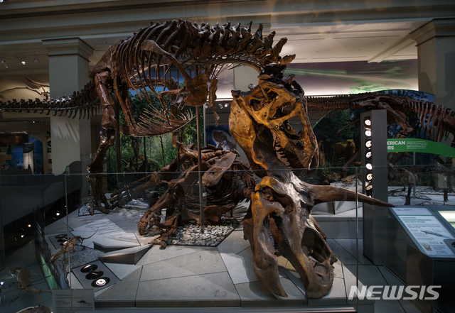 스미스소니언, 실제 뼈로 만든 티라노사우루스 공룡 전시