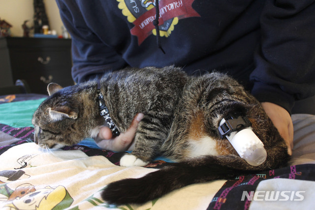 뉴욕주, 고양이 발톱제거시술 금지 법제화