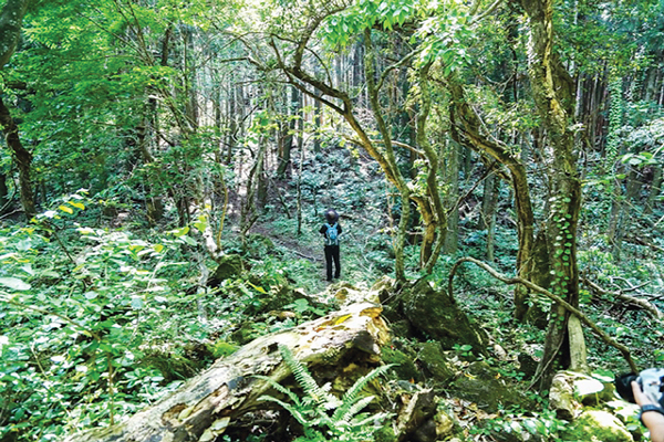 습지 낀 강줄기… 빽빽한 삼나무길… 올 휴가는 ‘미지의 세계’로