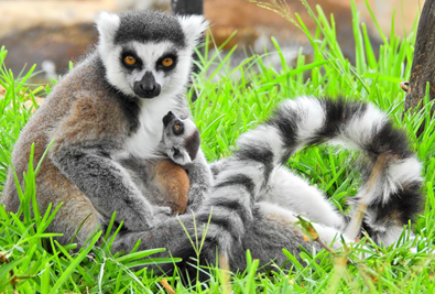호놀룰루 동물원 멸종위기 알락꼬리 원숭이 번식 성공