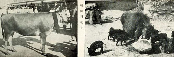 [동그람이 동물 그리고 사람이야기] 한반도 동물도 일본의 잔혹함에 눈물 흘렸다