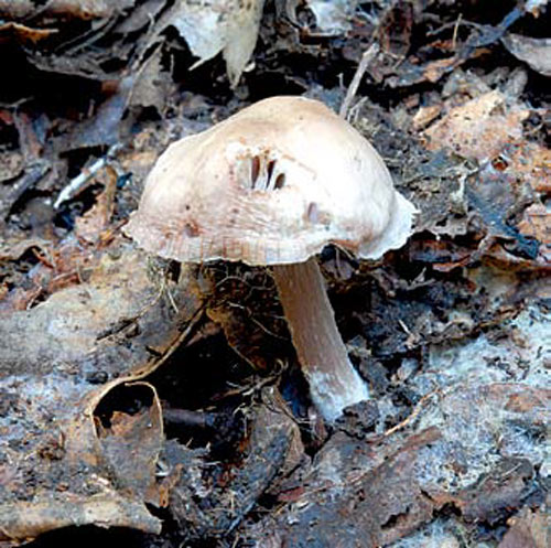 생태계 분해자, 버섯·곰팡이 “잘 썩혀야 세상 잘 돌아가요”