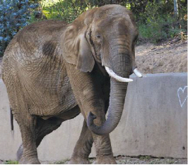 오클랜드 동물원, 50살된 코끼리 사망