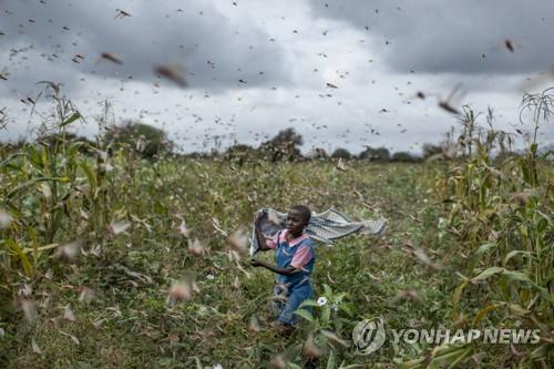 동아프리카에 대규모 메뚜기떼 공습…식량위기 악화 우려