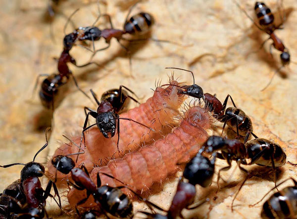 나비 애벌레를 집으로 데려와 돌봄 서비스…개미는 ‘공생의 왕’