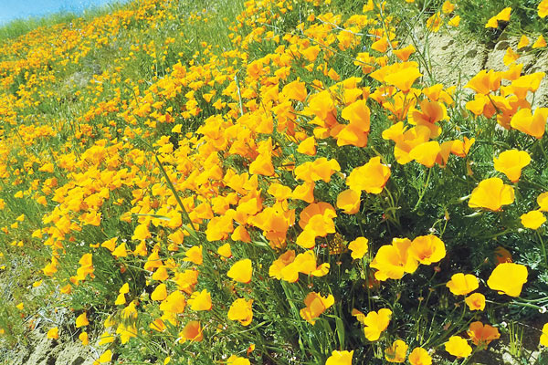 팜트리 군락… 기암괴석… 꽃들의 환호성…‘봄 산행의 묘미’