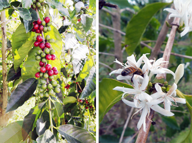하와이 커피농장도 전염병으로 비상