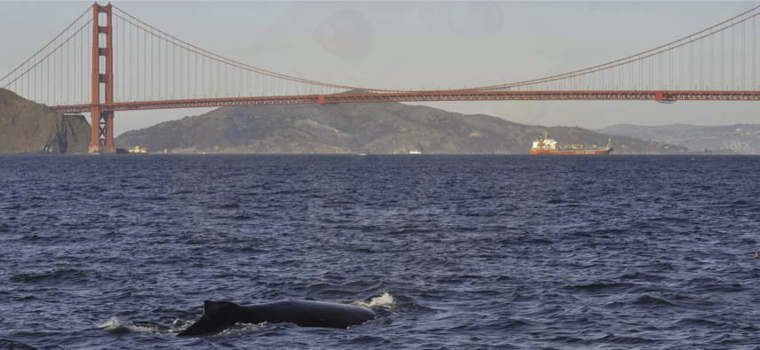 샌프란시스코만에 나타난 혹등고래