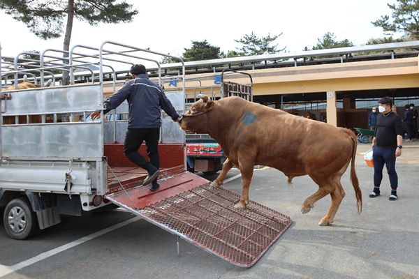 황소들의 씨름판… 민속놀이에서 21세기 한국식 ‘투우’로