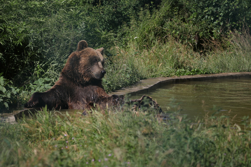 몬태나주서 야영하던 여성 살해한 회색곰, 결국 사살돼