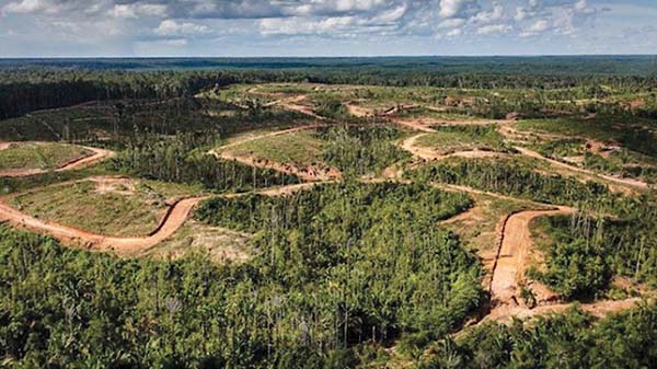 코린도 그룹, 인도네시아 열대우림 파괴 논란